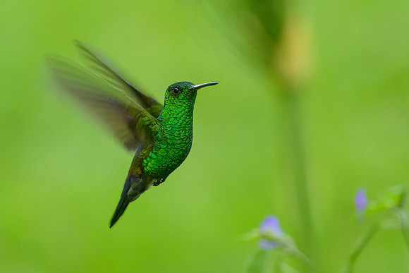 Blue-vented Hummingbird