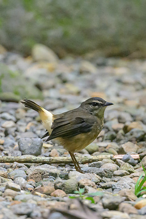 Buff-rumped Warbler