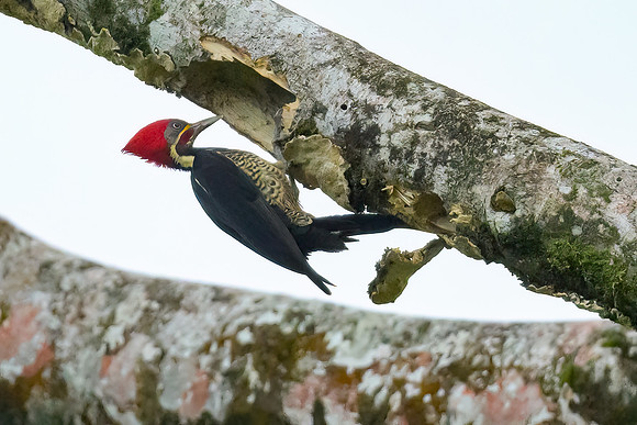 Lineated Woodpecker