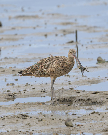 Eastern Curlew