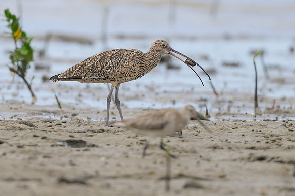 Eastern Curlew
