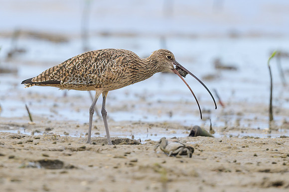 Eastern Curlew