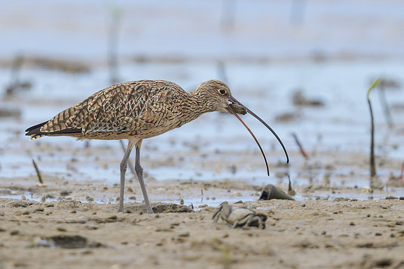 Eastern Curlew