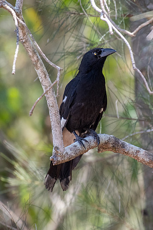 Pied Currawong