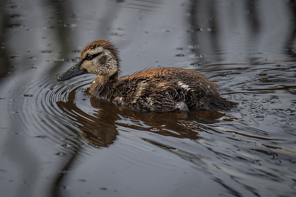 Pacific Black Duck