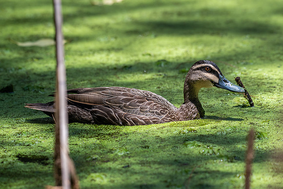 Pacific Black Duck
