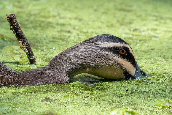 Pacific Black Duck
