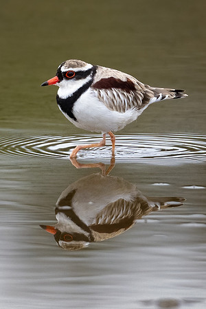 Black-fronted Dotterel