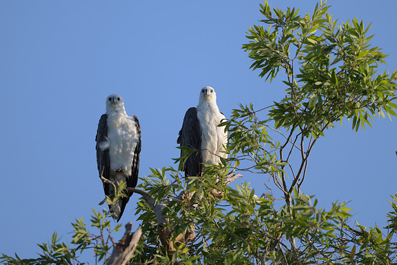 White-bellied Sea Eagle