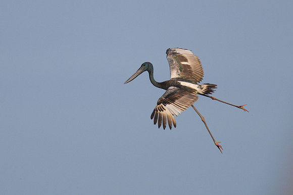Black-necked Stork