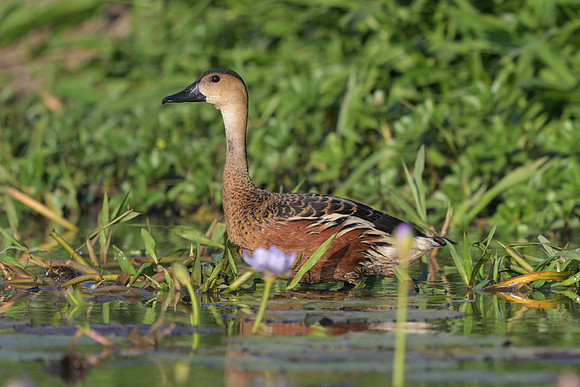 Wandering Whistling-duck