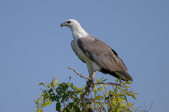 White-bellied Sea Eagle