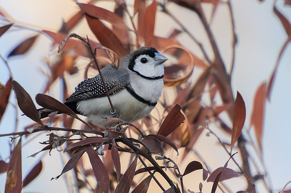 Double-barred Finch