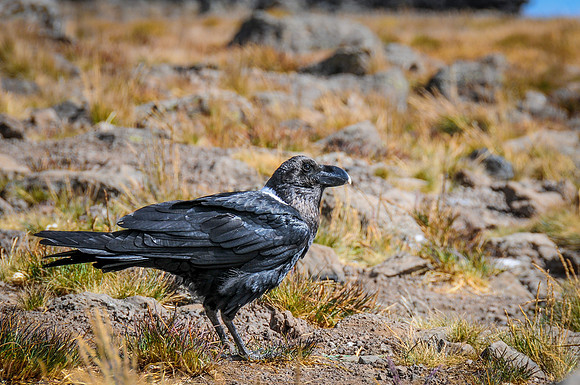 DSC_6873_47859