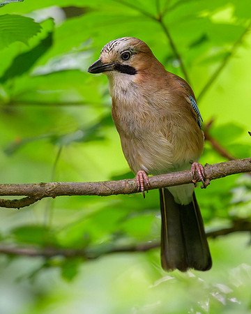 Eurasian Jay
