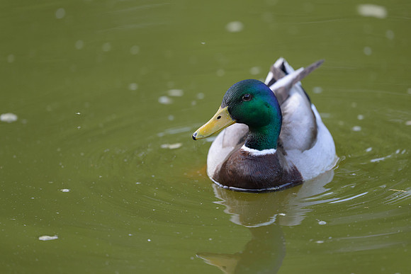 Mallard