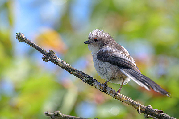 Long-tailed Tit