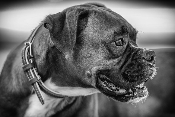 DSC_6911-Edit