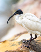 Australian White Ibis