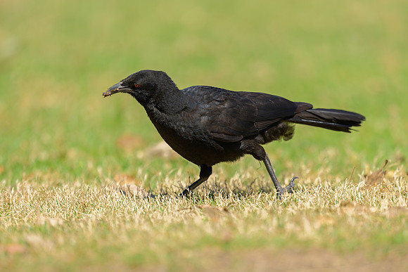 White-winged Chough