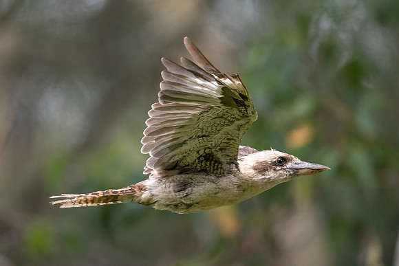 Laughing Kookaburra