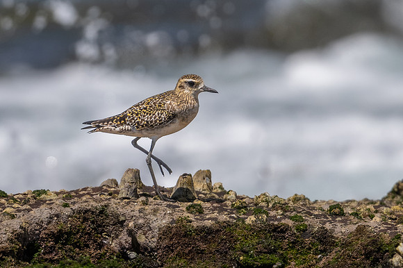 Pacific Golden Plover