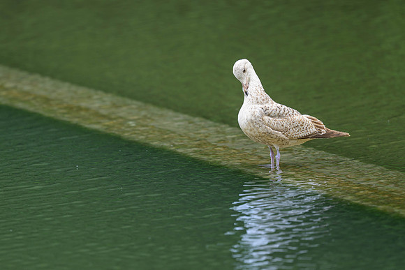 European Herring Gull