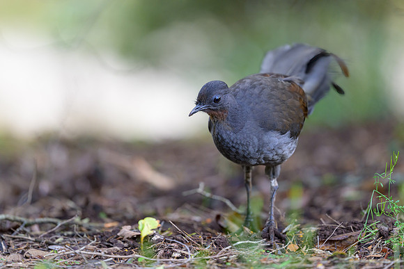 Superb Lyrebird