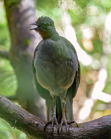 Superb Lyrebird
