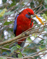 Crimson Rosella