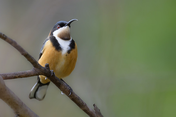 Eastern Spinebill
