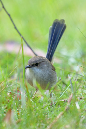 Superb Fairywren