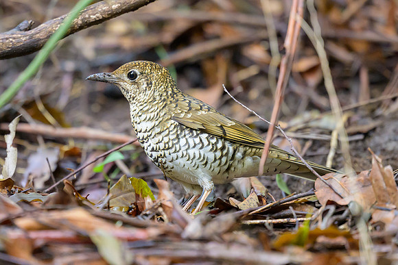 Bassian Thrush