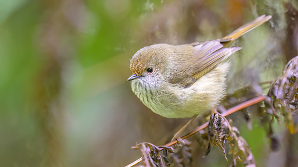 Brown Thornbill