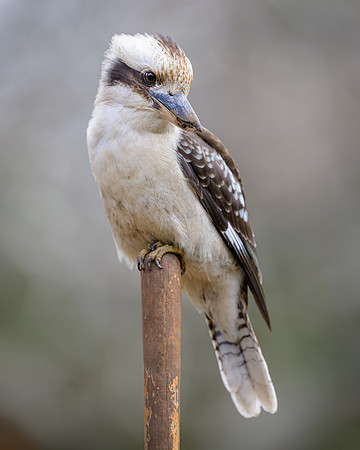 Laugning Kookaburra