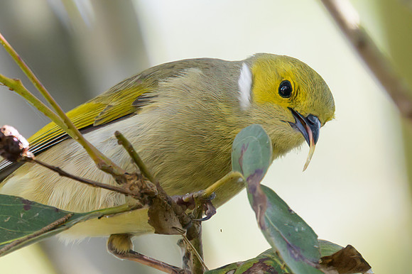 White-plumed Honeyeater