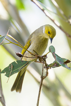White-plumed Honeyeater
