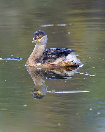 Australiasian Grebe