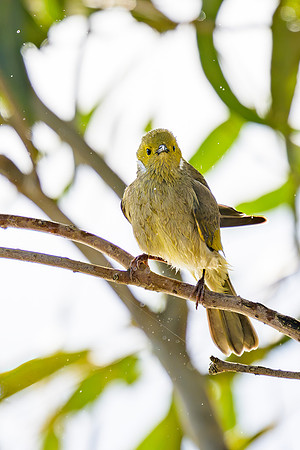 White-plumed Honeyeater