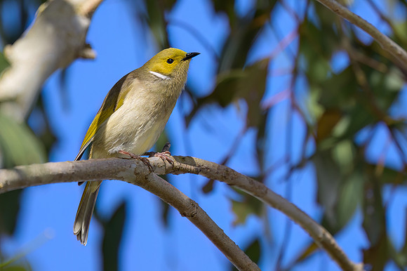 White-plumed Honeyeater