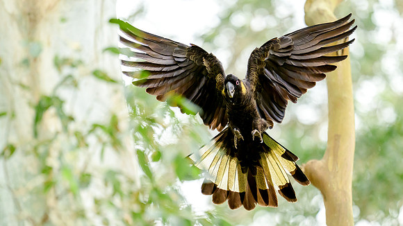 Yellow-tailed Black Cockatoo