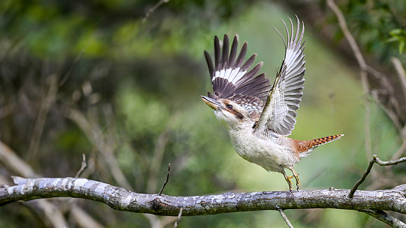 Laugning Kookaburra