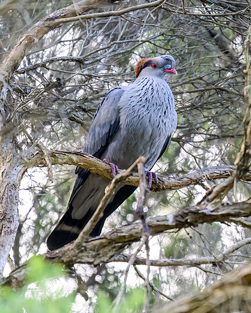 Topknot Pigeon