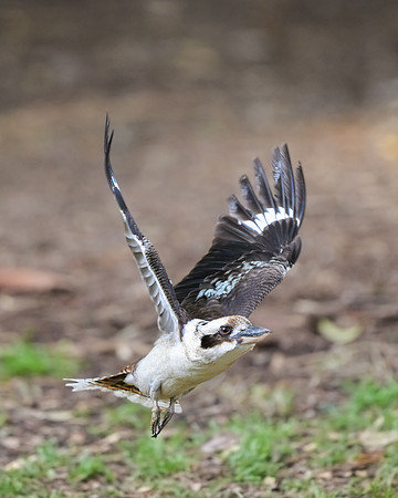 Laugning Kookaburra