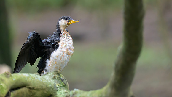 Little Pied Cormorant