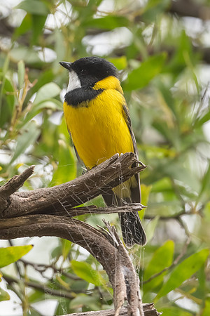 Golden Whistler