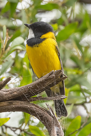 Golden Whistler