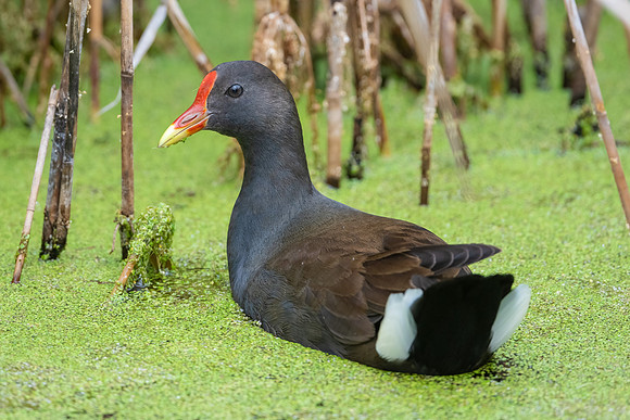 Dusky Moorhen
