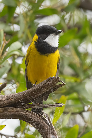 Golden Whistler