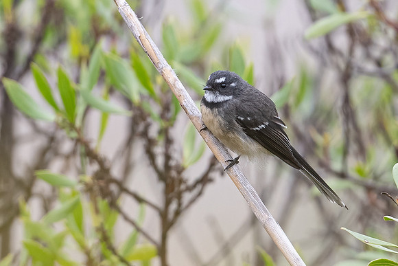 Grey Fantail